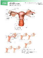 Sobotta  Atlas of Human Anatomy  Trunk, Viscera,Lower Limb Volume2 2006, page 211